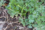 Butler's sandparsley